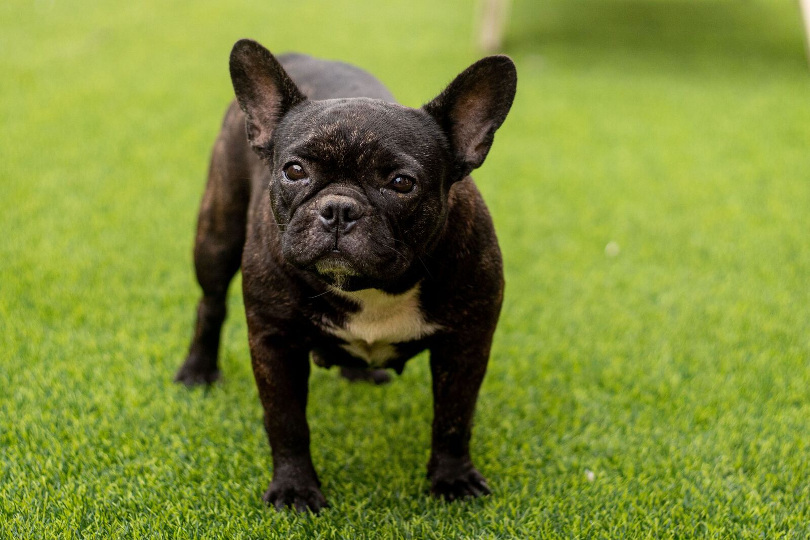 A dog standing on pet-friendly artificial turf